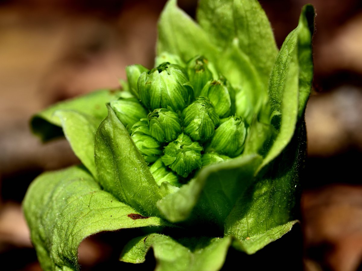 おはようございます、冷え込んできます、気をつけてお出かけを。🌤️ フキノトウ、暖かいところでは2月の初めころから咲き始め ます。フキノトウは雄株と雌株があるそうです、違いは私は詳しくわかりません。詳しい方コメントをお願いします。🌱 #フキノトウ
