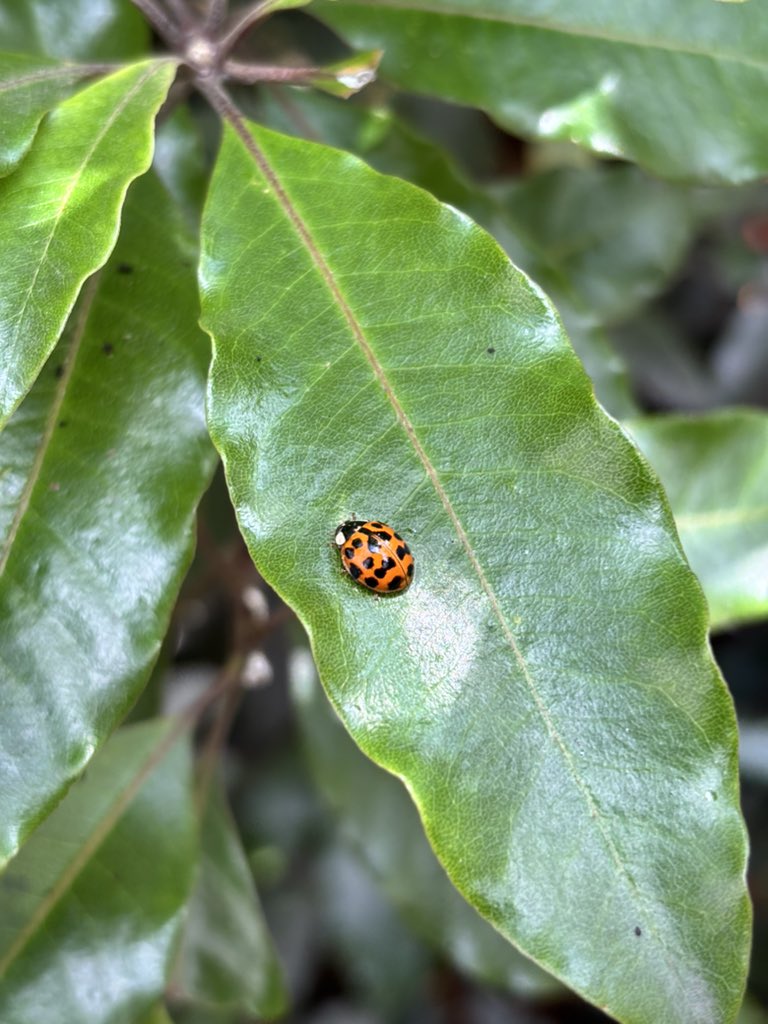 LuisFerVM2017's tweet photo. 🍃🐞✨ https://t.co/I5EoynwQNQ