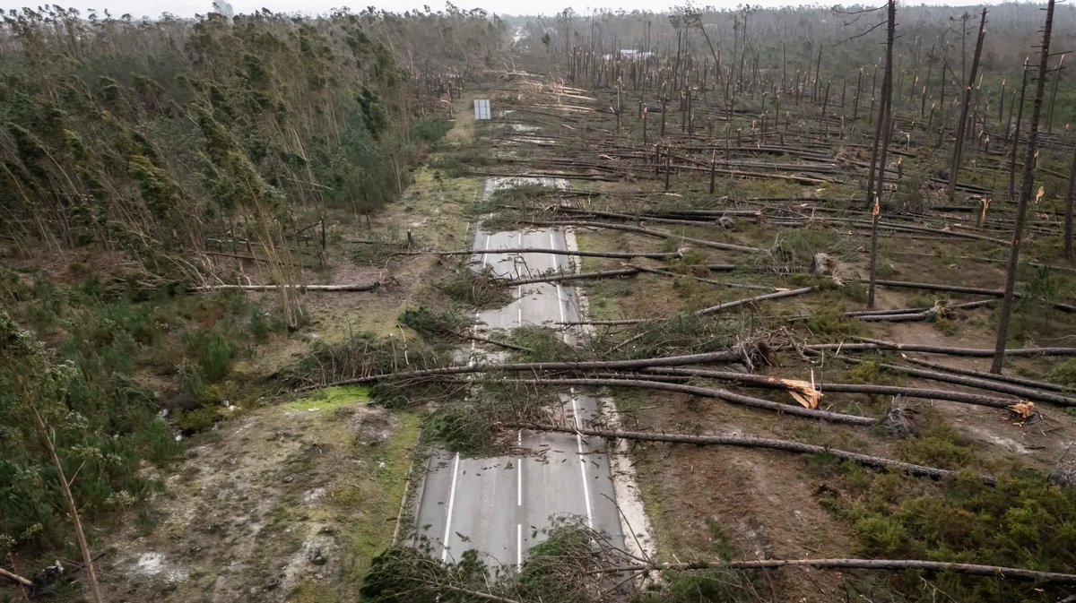 No Verão, árvores com 50 anos são destruídas pelo fogo, no Inverno pelas tempestades. Mas sigamos a negar as alterações climáticas, sem as combater, e ocupemo-nos de apanhar os gambuzinos das perceções contra indianos que, mais cedo do que tarde, a natureza tomará conta de nós.