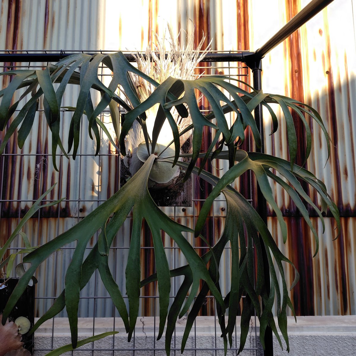 おはビ
#ビカクシダ
#platycerium