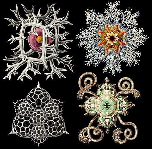 BrujaNumi's tweet image. Los hermosas ilustraciones científicas de radiolarios del biólogo, artista y naturalista alemán Ernst Haeckel (1834-1919)