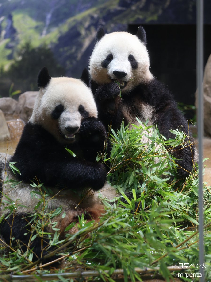 シャオシャオ レイレイ 2023.07.06 #上野動物園
