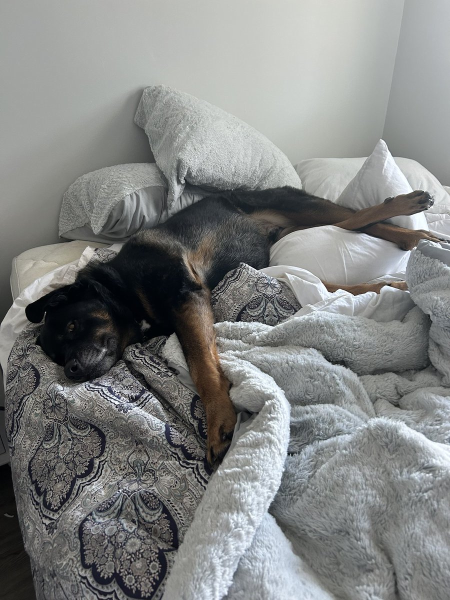 OurDel's tweet photo. @servicerotties The Murph says just have a nap! https://t.co/HlzUKqEWSN