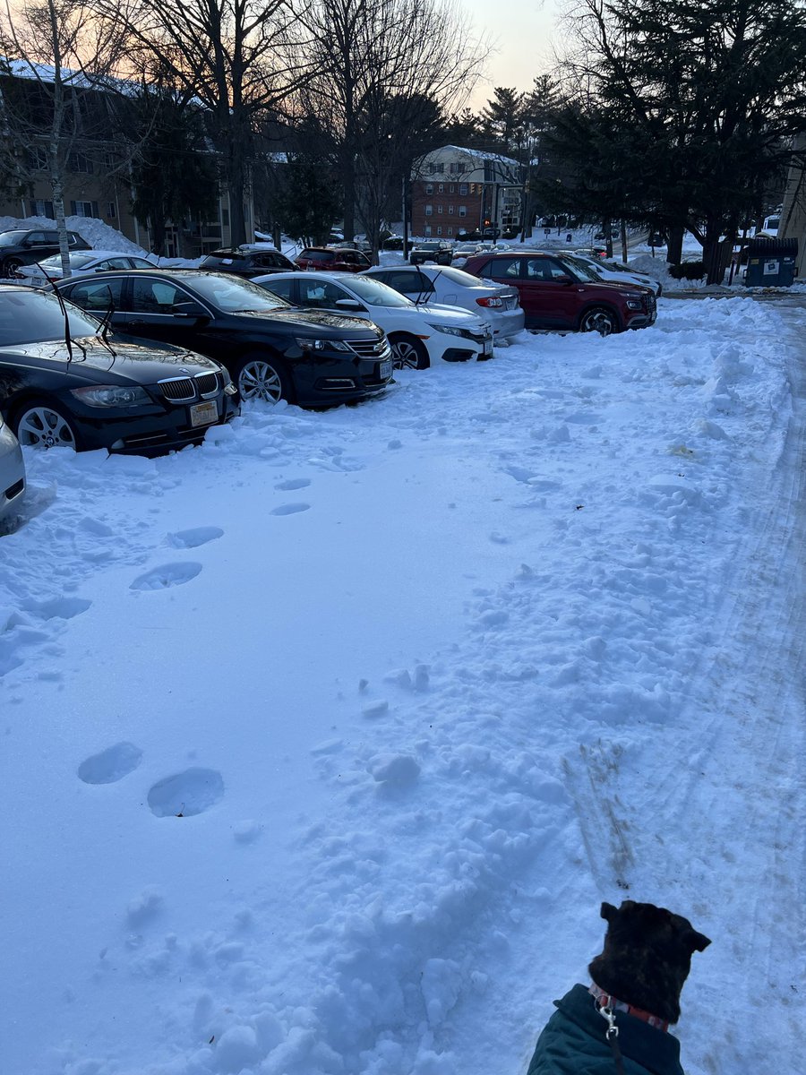 PatrickMoney1's tweet photo. A tale of two parking lots, 25ft apart. The exciting mystery of the road less plowed at @FoxchaseAptsVA https://t.co/evcoK4PEyV