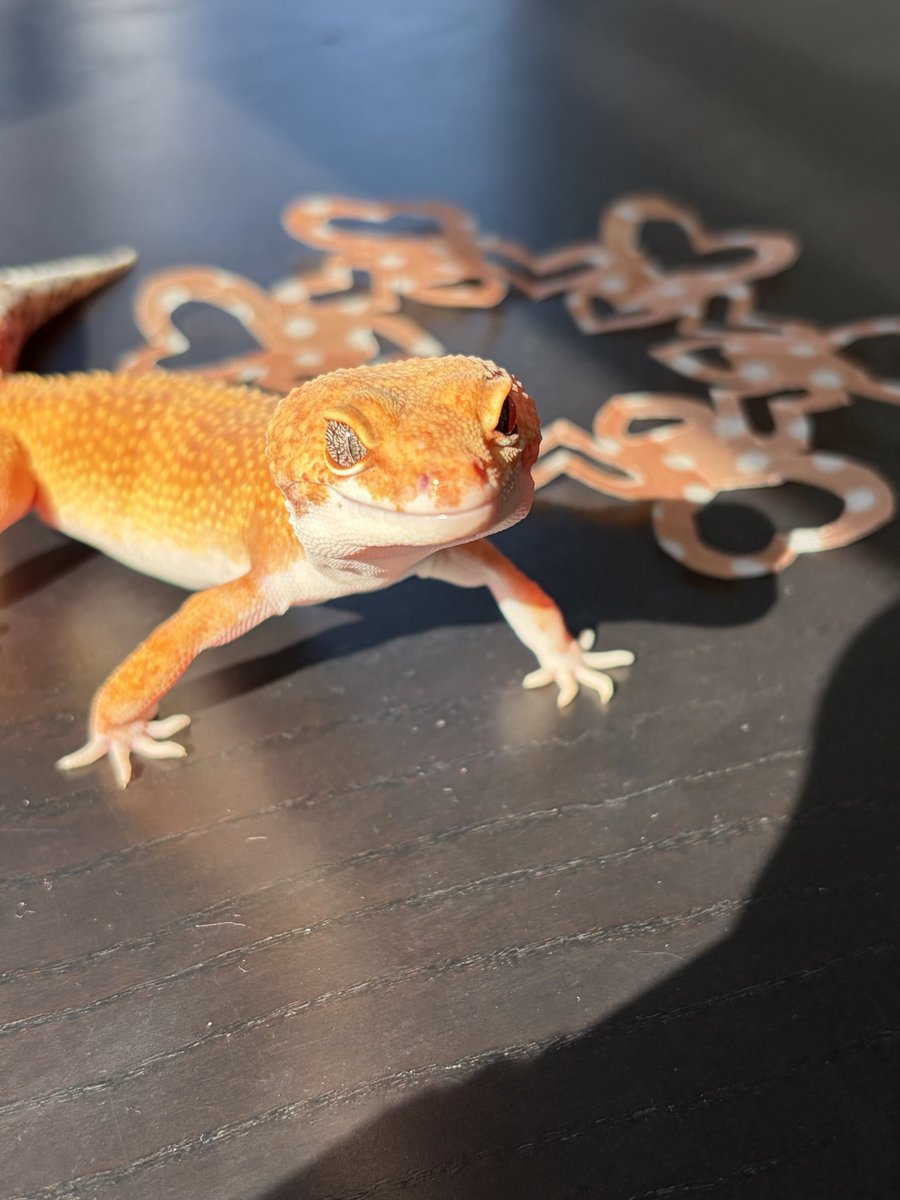 caroline292953's tweet photo. こんにちはちゅうるい🦎
#今日のみかん
#レオパ
#ヒョウモントカゲモドキ
#モデル立ち
なのか？ https://t.co/moDGqhaNfS