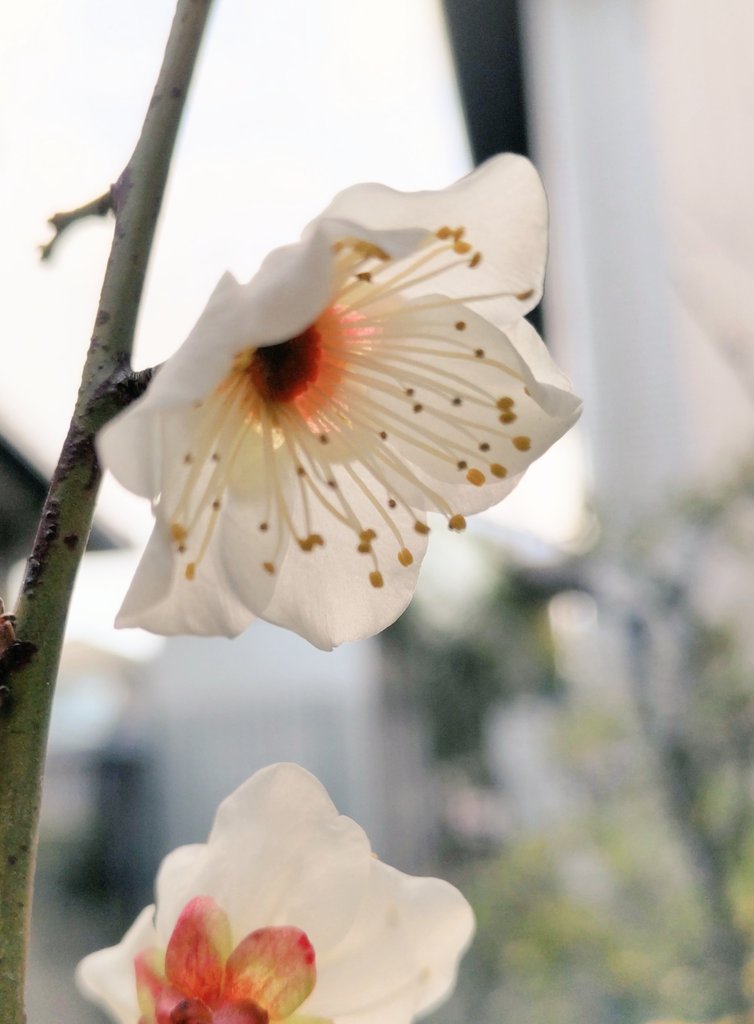 corocoore's tweet image. おはようございます❁.*･ﾟ

#ウメ  #梅

︎✿花言葉︎✿
   高潔  澄んだ心
   忠義  潔白