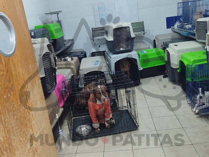 MundoPatitas's tweet photo. ¡¿Que más necesitas ver para indignarte y exigir su destitución?!

Nuevamente denunciamos a la Brigada de Vigilancia Animal de @UCS_GCDMX , institución @GobCDMX @ClaraBrugadaM que depende de @PabloVazC , creada para atender casos de maltrato animal en la llamada “Ciudad Animalista”

En múltiples ocasiones, ya hemos documentado las terribles condiciones de maltrato y abandono que normalmente padecen los animales cotidianamente rescatados, debido entre otras cosas a la sobrepoblación y a la falta de interés de algunos elementos para su protección y cuidado, situación que recientemente se ha incrementado debido a la llegada de cientos de #franciscanos, pues ahora el personal se encuentra más que rebasado y concentrando la poca atención a los perros “famosos”. 🧵 1/4
