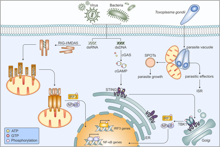 Molecular Cell tweet media