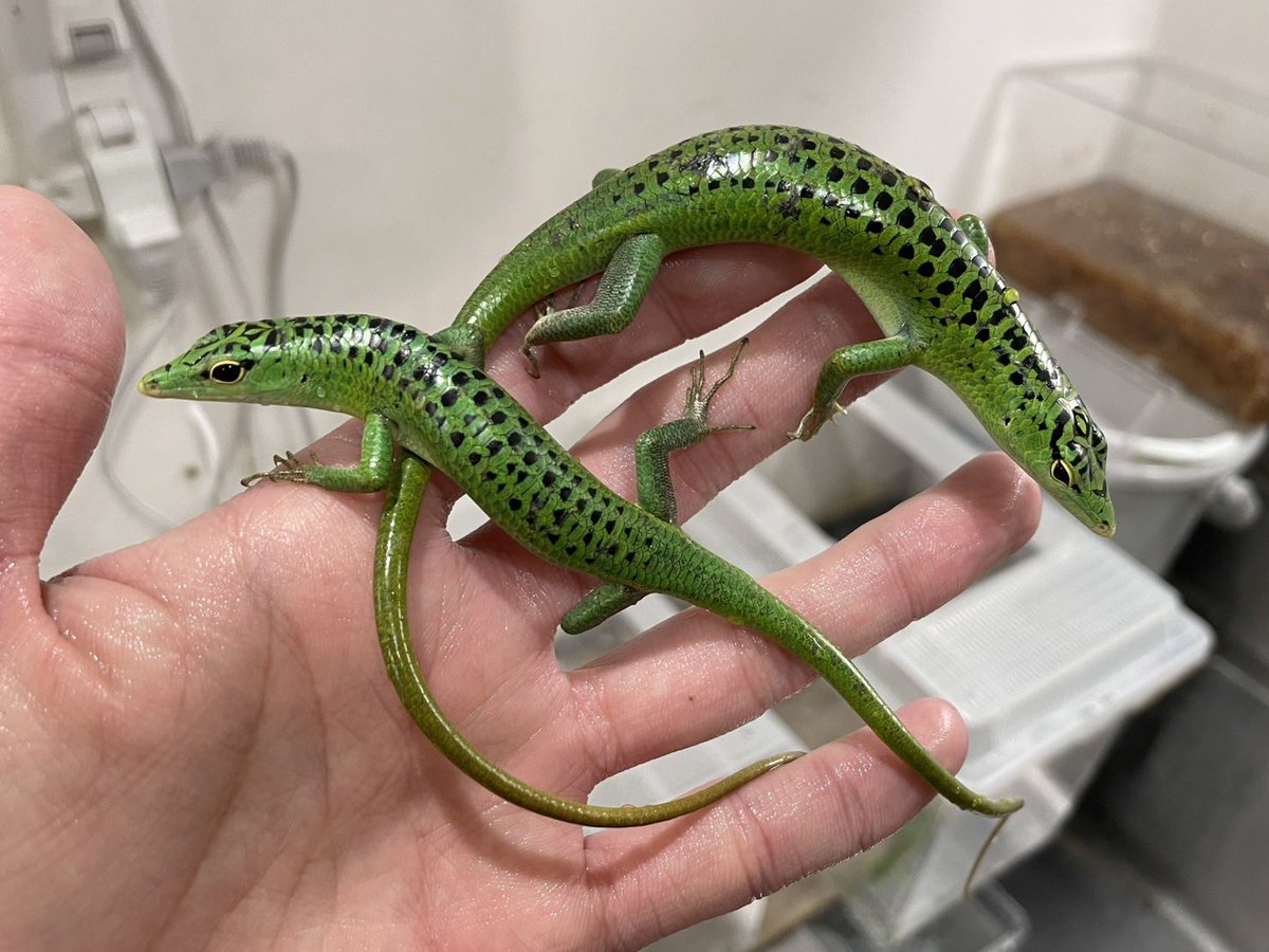 華やかすぎてどうする？トカゲ qPIGp両面仕様 No.288