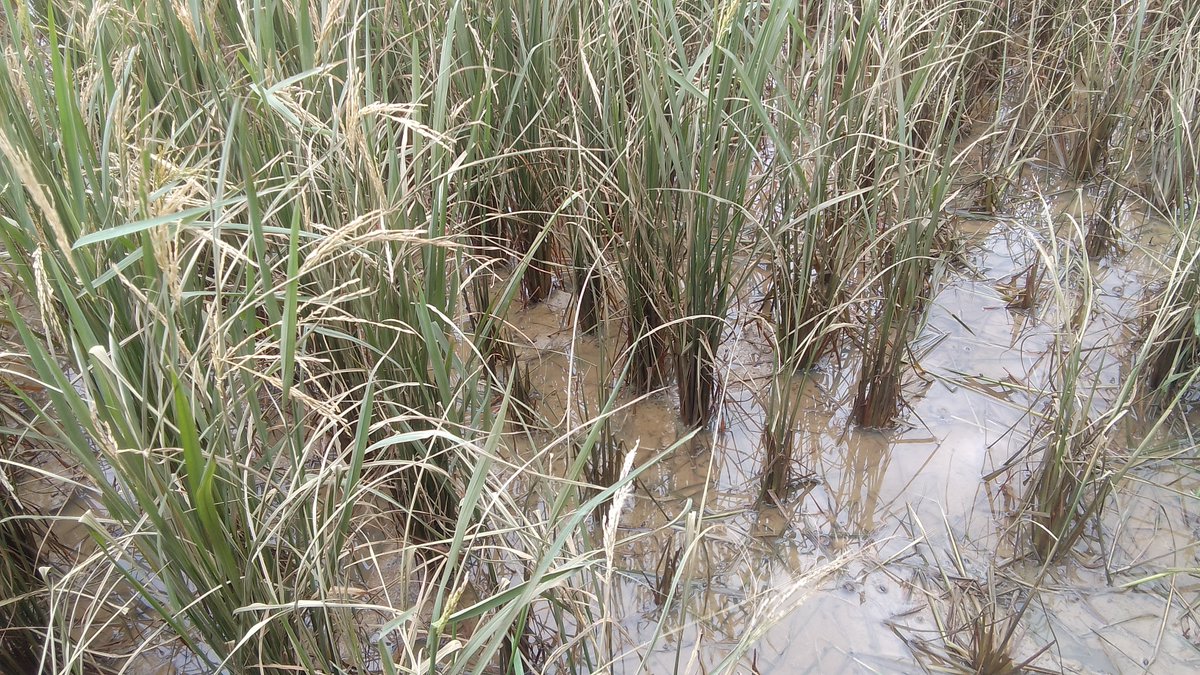 dymm... gagal panen gara² banjir