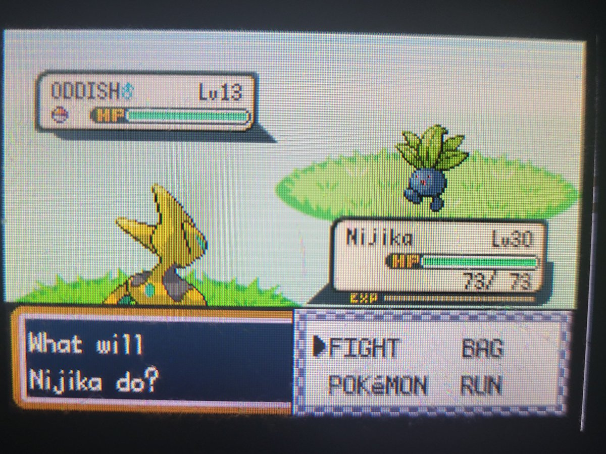 Goldenruffy tweet media