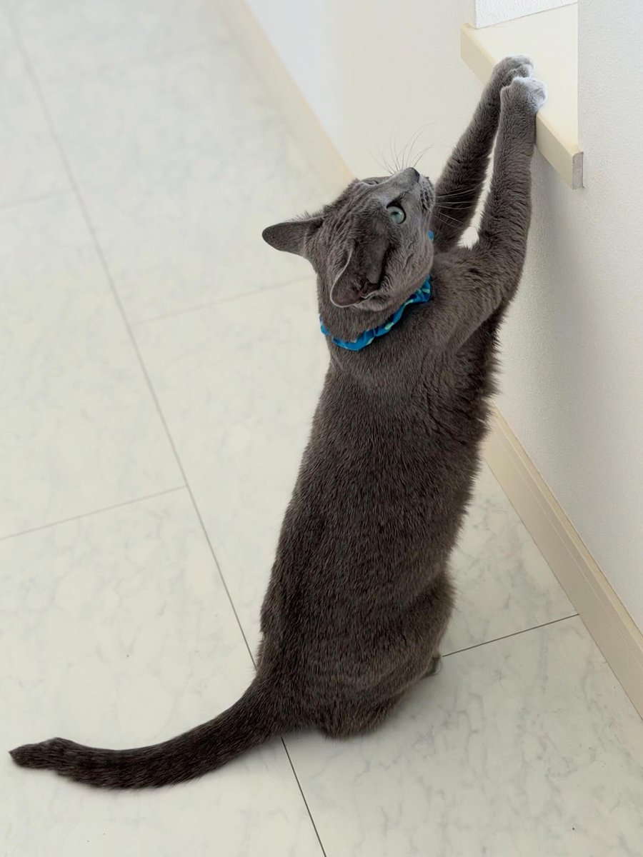 LisaLisa200601's tweet image. おはニャン😺😺

#ねこ
#ロシアンブルー
#リサリサとリリー
#ねこのきもち