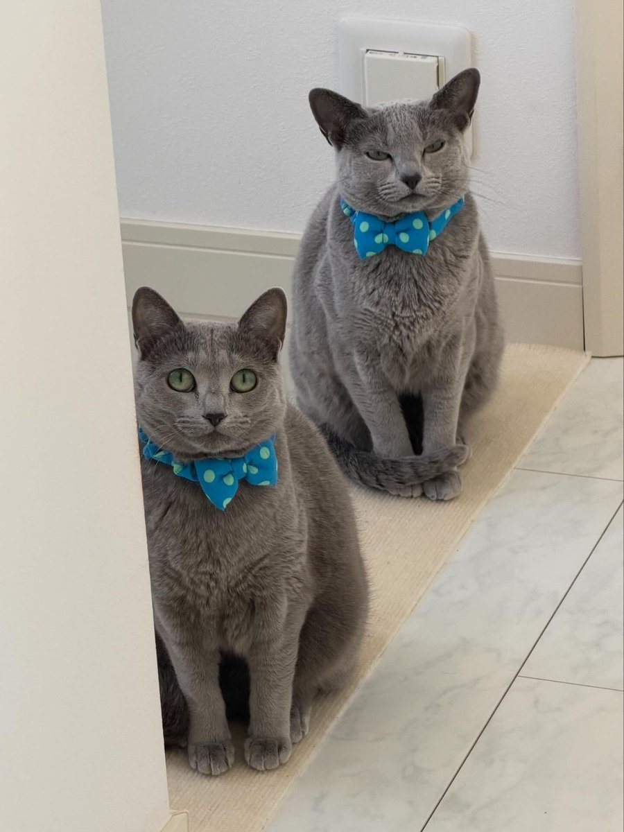 LisaLisa200601's tweet image. おはニャン😺😺

#ねこ
#ロシアンブルー
#リサリサとリリー
#ねこのきもち