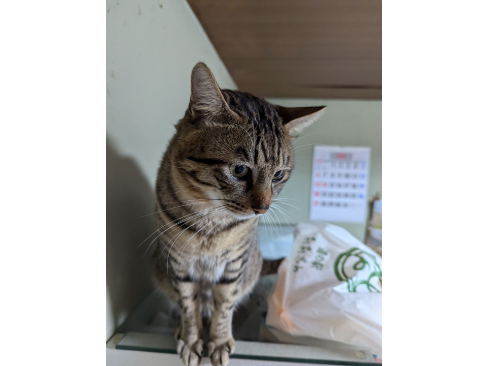 🔍捜索中
キジトラの猫探しています。

名前：とら
性別：♂
月齢：約5歳
いなくなった日：🗓2025年5月4日(日)
地域：宮城県大崎市詳細：neko-jirushi.com/maigo/40201/