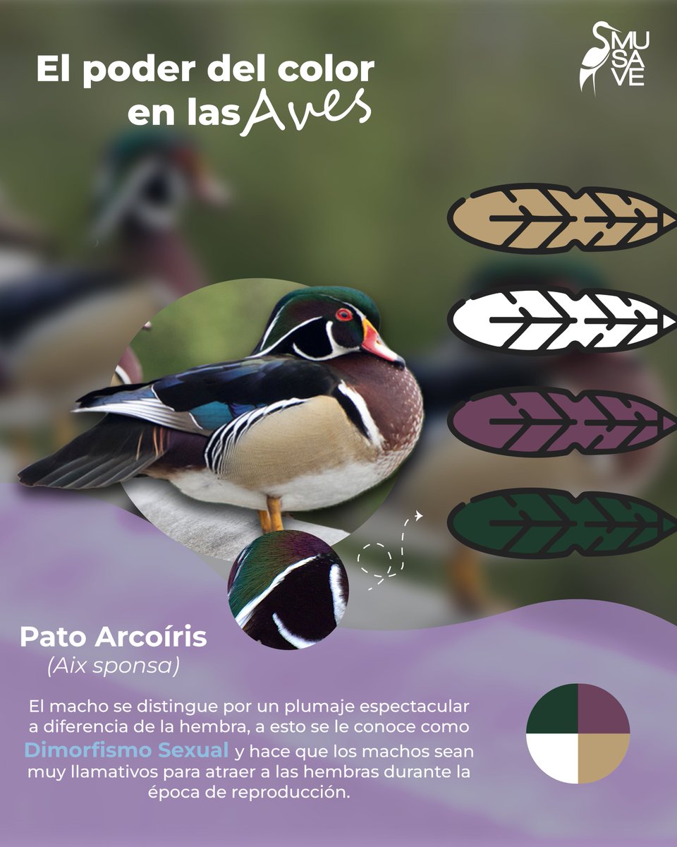 MuseodelasAves's tweet image. ¡Pato Arcoíris!🌈✨

Admira el poder del color de las aves.
𝙼𝚄𝚂𝙴𝙾 𝙳𝙴 𝙻𝙰𝚂 𝙰𝚅𝙴𝚂 𝙳𝙴 𝙼É𝚇𝙸𝙲𝙾
𝙲𝙾𝙽𝙾𝙲𝙴𝚁 𝙿𝙰𝚁𝙰 𝚅𝙰𝙻𝙾𝚁𝙰𝚁 𝚈 𝙲𝙾𝙽𝚂𝙴𝚁𝚅𝙰𝚁
#musave #birding #birdwatching #naturaleza #patoarcoíris