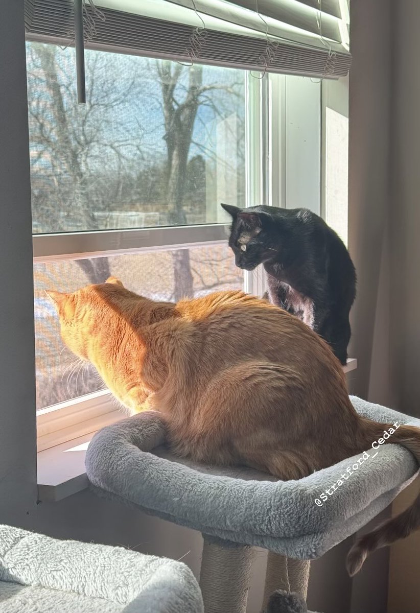 Furriends!  After 142 hours we FINALLY made it above freezing today. Barely and briefly. But after six days of arctic cold, 33°F felt balmy. The Editor even opened the window to let in some French airs. She said our apartment needed to burp! How ridiculous she is!
-S&amp;C 🧡🖤