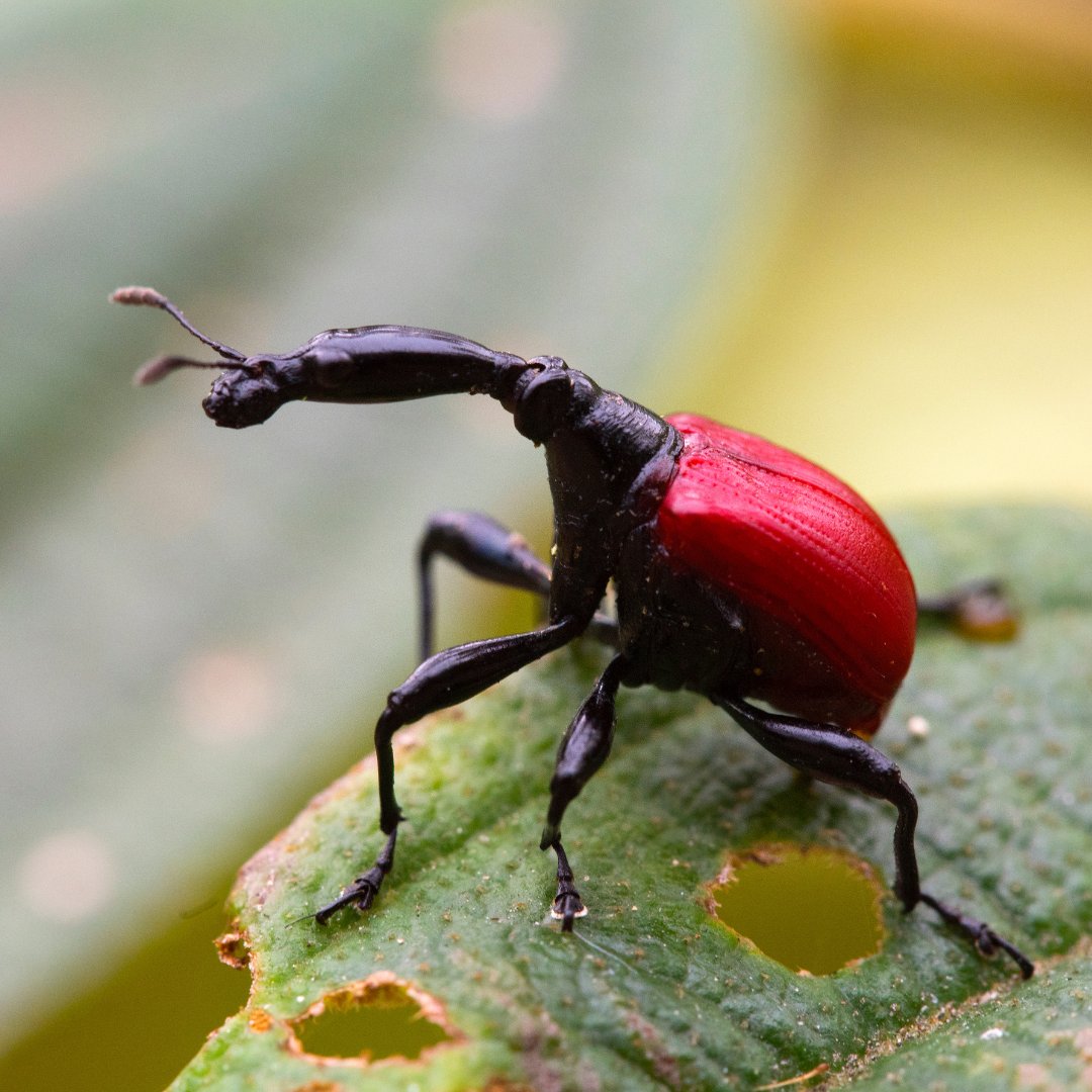 Defenders of Wildlife tweet media