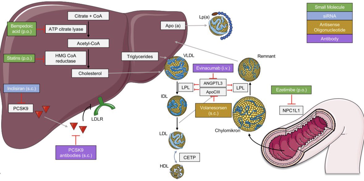 AmbrizMau's tweet image. Visión esquemática de los fármacos hipolipemiantes disponibles actualmente:

Clinical Research in Cardiology 2026; DOI: doi.org/10.1007/s00392…