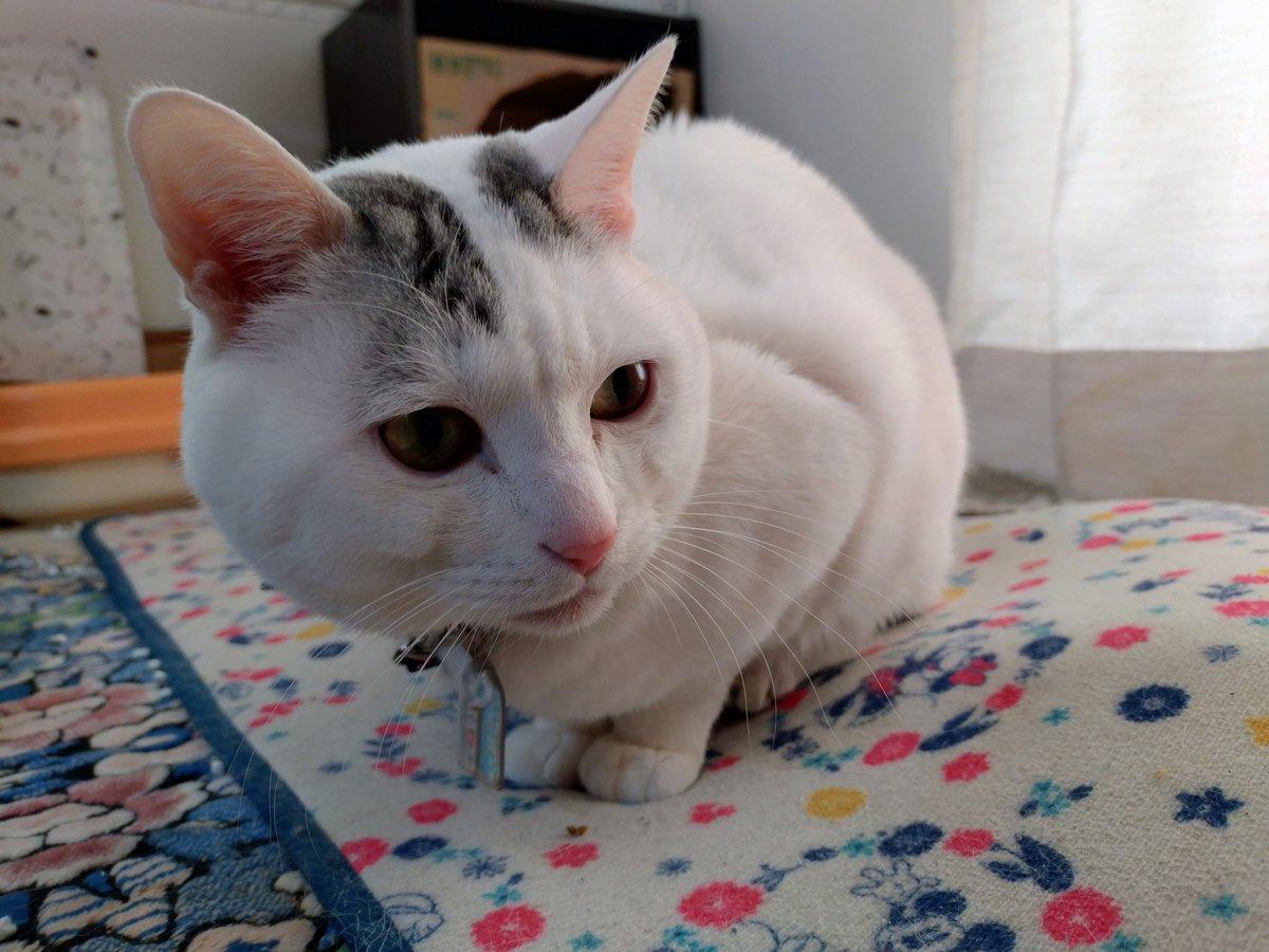 本日1/29 宮司諸用によりテンちゃんお休み致します 1枚目 テンちゃん 2