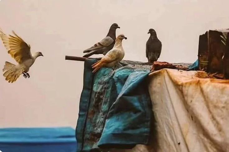"Aslında kimse istediği hayatı yaşamıyor.
Sen bakma kuşların havasına,
onlar da keyfinden uçmuyor.
yaşamak için çırpınıyorlar.."