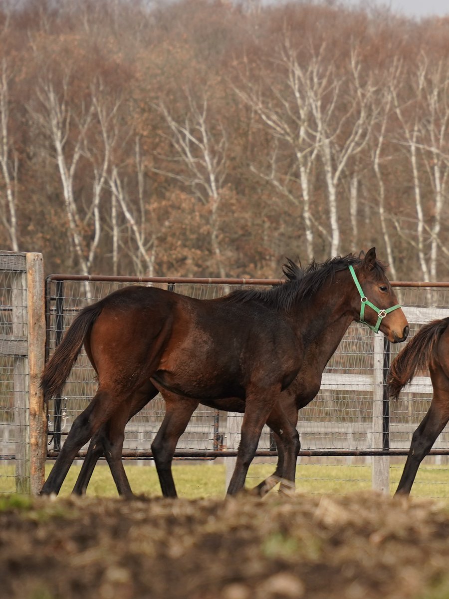 G1サラブレッドクラブ（公式） (@G1TCofficial) / Posts / X