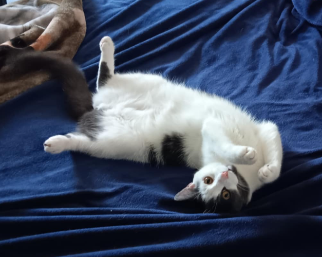 Vamp_Girl09's tweet photo. @MrOwl Does this ball of fur count for my valentine? https://t.co/N51qINNAcB