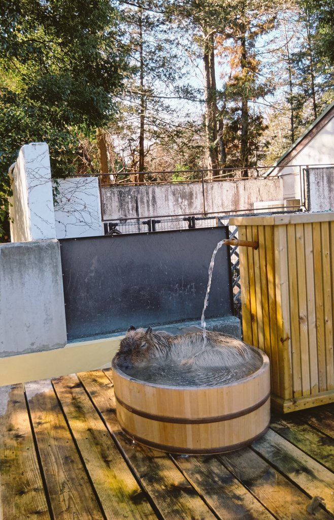 2026.1.22㈭
今年初のカピ活💤
#カピバラ