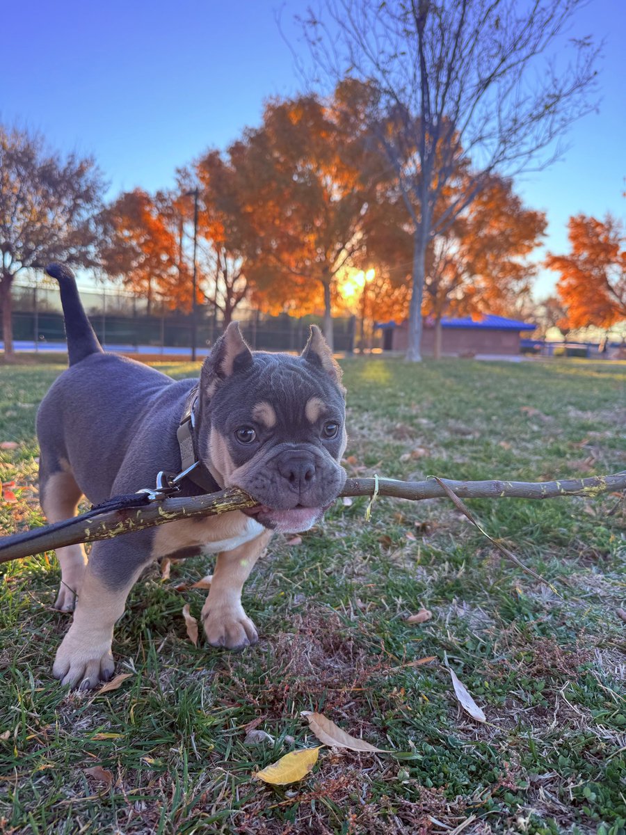 LumpLucky's tweet photo. @Puppieslover @Puppieslover what do you think about my lil’ Nugget? https://t.co/nwGqgG16F3