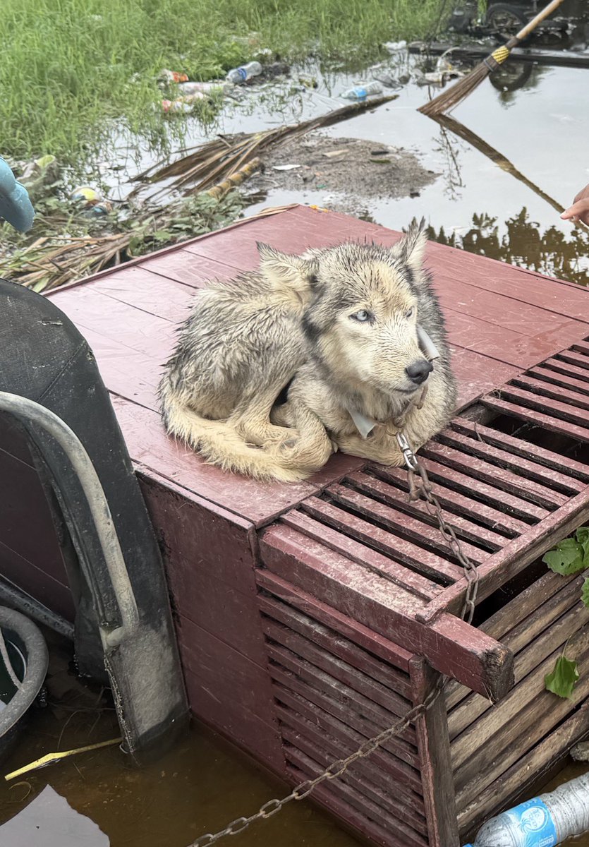 NiallHarbison's tweet photo. How we found Iris on a chain with no cover from rain or sun and slowly dying. 

How she left yesterday with her new family and her new brother ❤️ https://t.co/iUBhqlUoDp