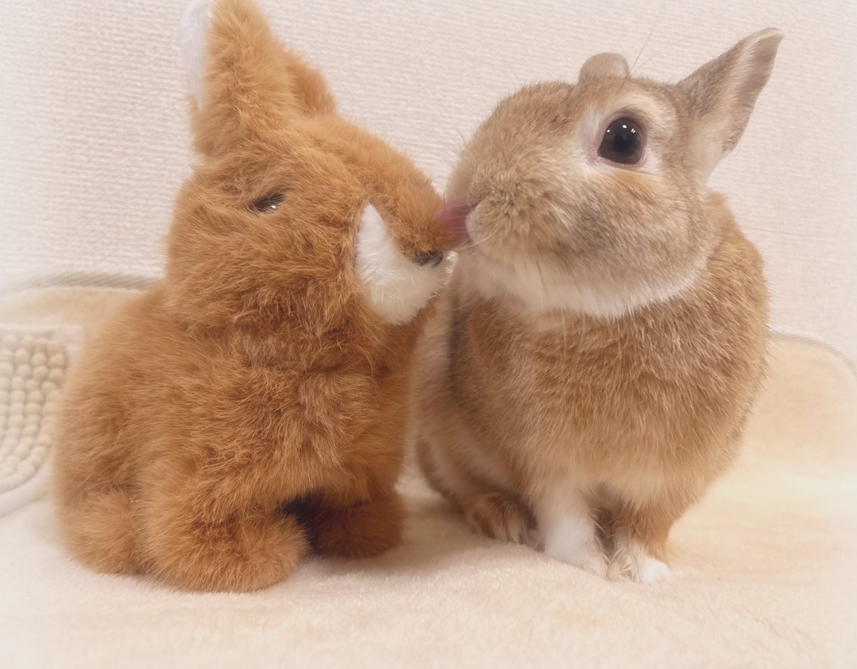 🐰ペロっ🧡

 きょうも なかよく💓

     (*˙˘˙)人(˙˘˙˶)

#うさぎ
#うさぎのいる暮らし