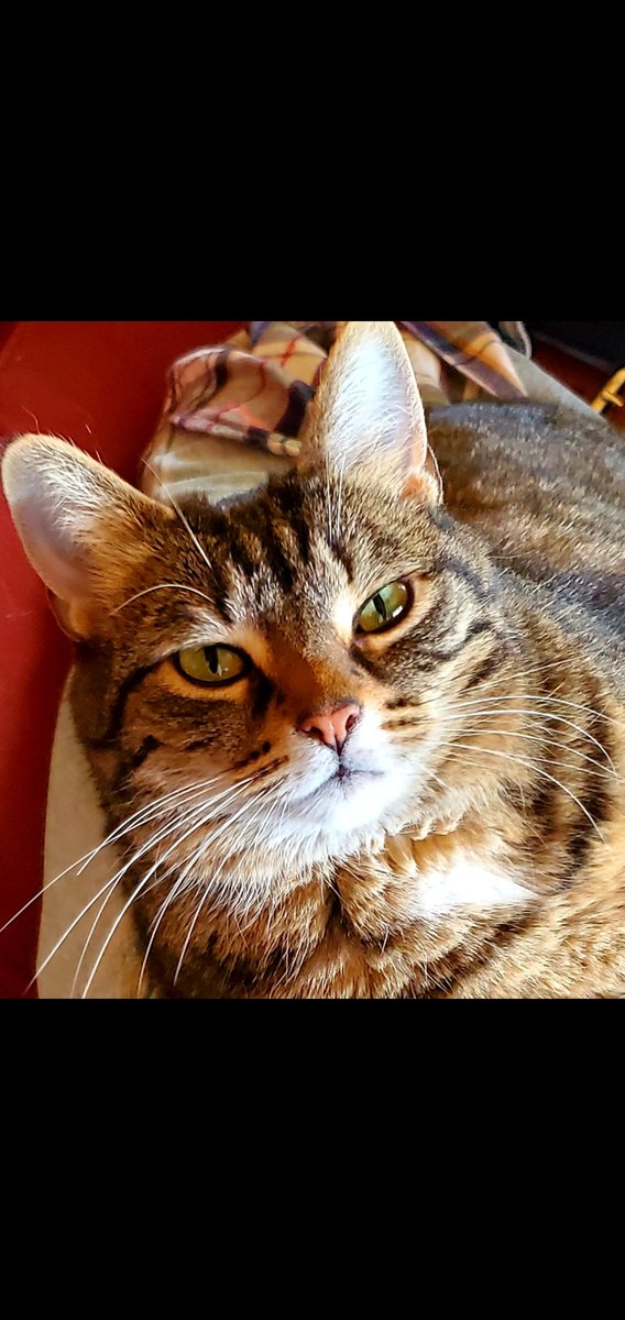 Tiger is head over paws for her mommy...her adoring look says it all