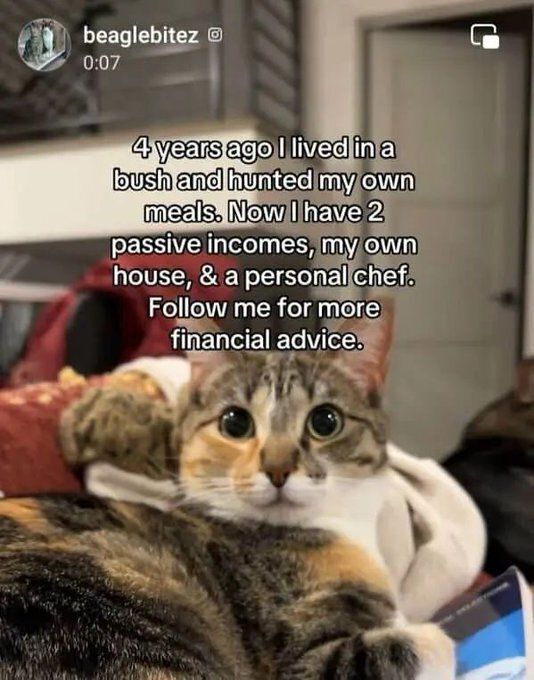 Cat TikToks (@cattiktoks) on Twitter photo 