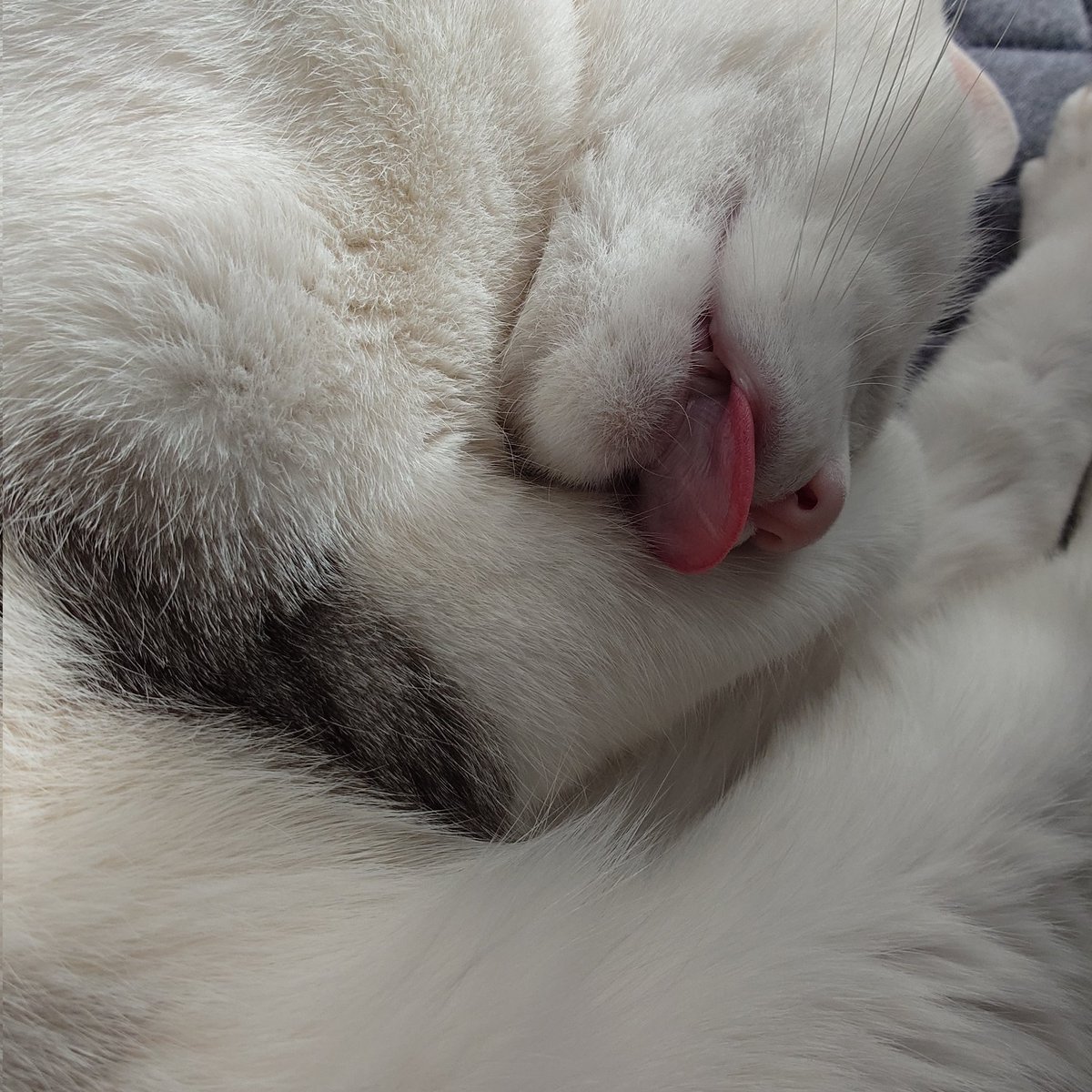 やまねこ。 (@_yama_neko_) / Posts / X