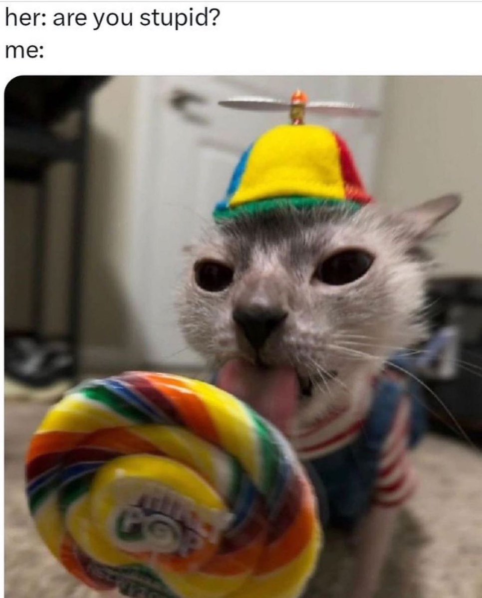 PunchingCat's tweet image. 