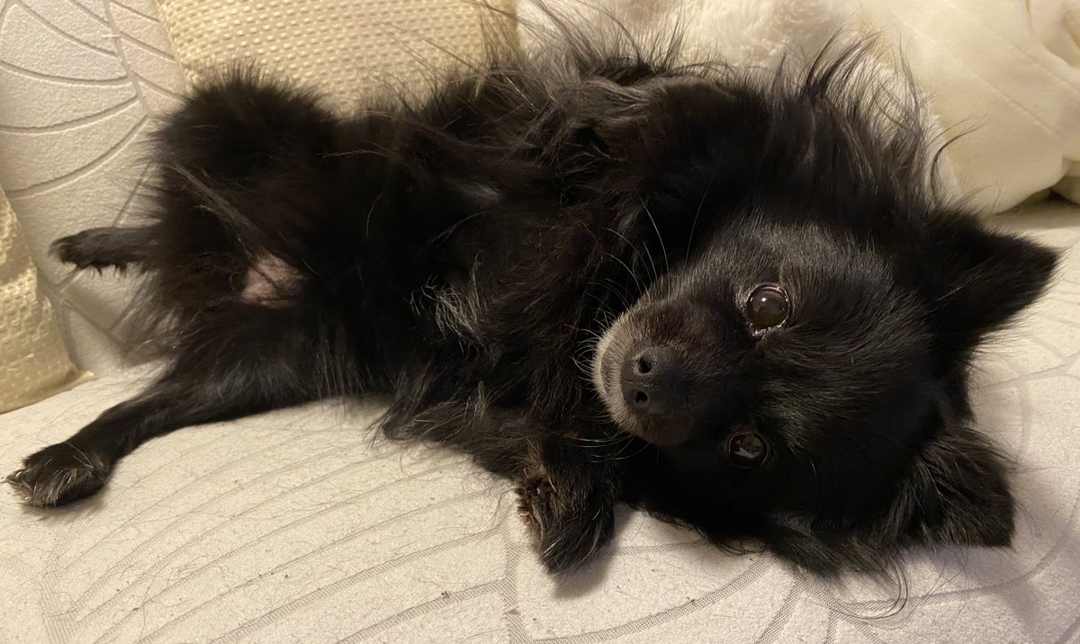 pymacchoco's tweet photo. 犬の開き https://t.co/eJOsi0jGWb