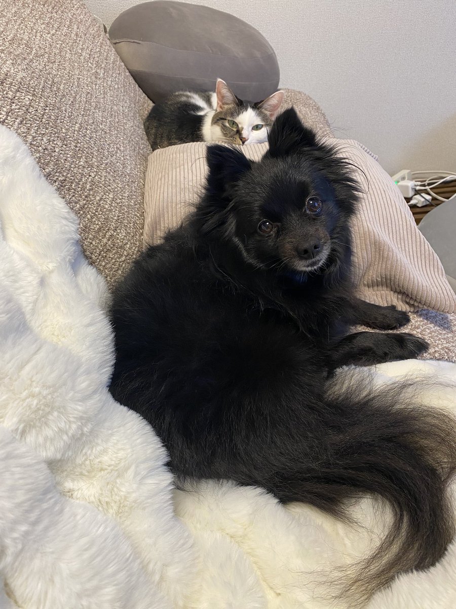 pymacchoco's tweet photo. 犬と猫 https://t.co/IvPx5N8nhF