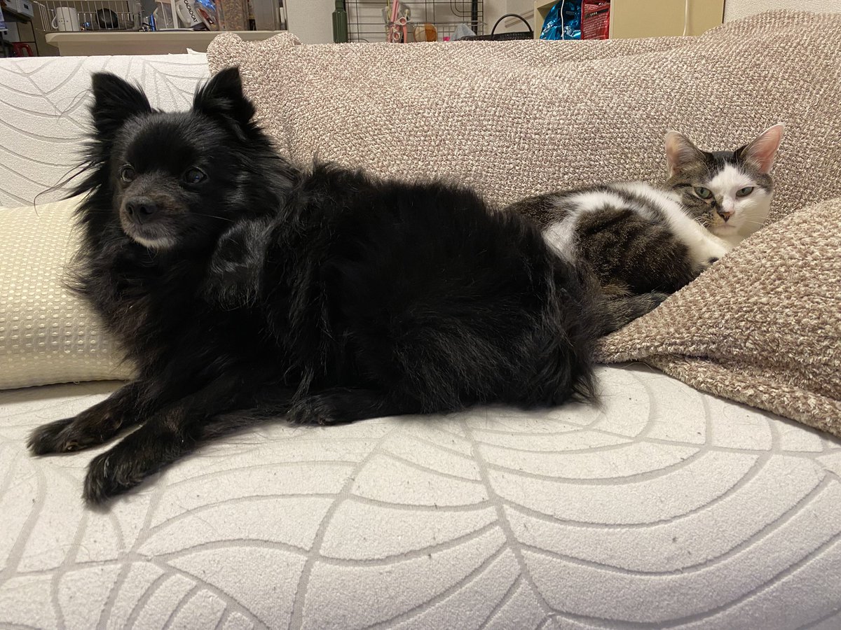 pymacchoco's tweet photo. 犬と猫 https://t.co/IvPx5N8nhF