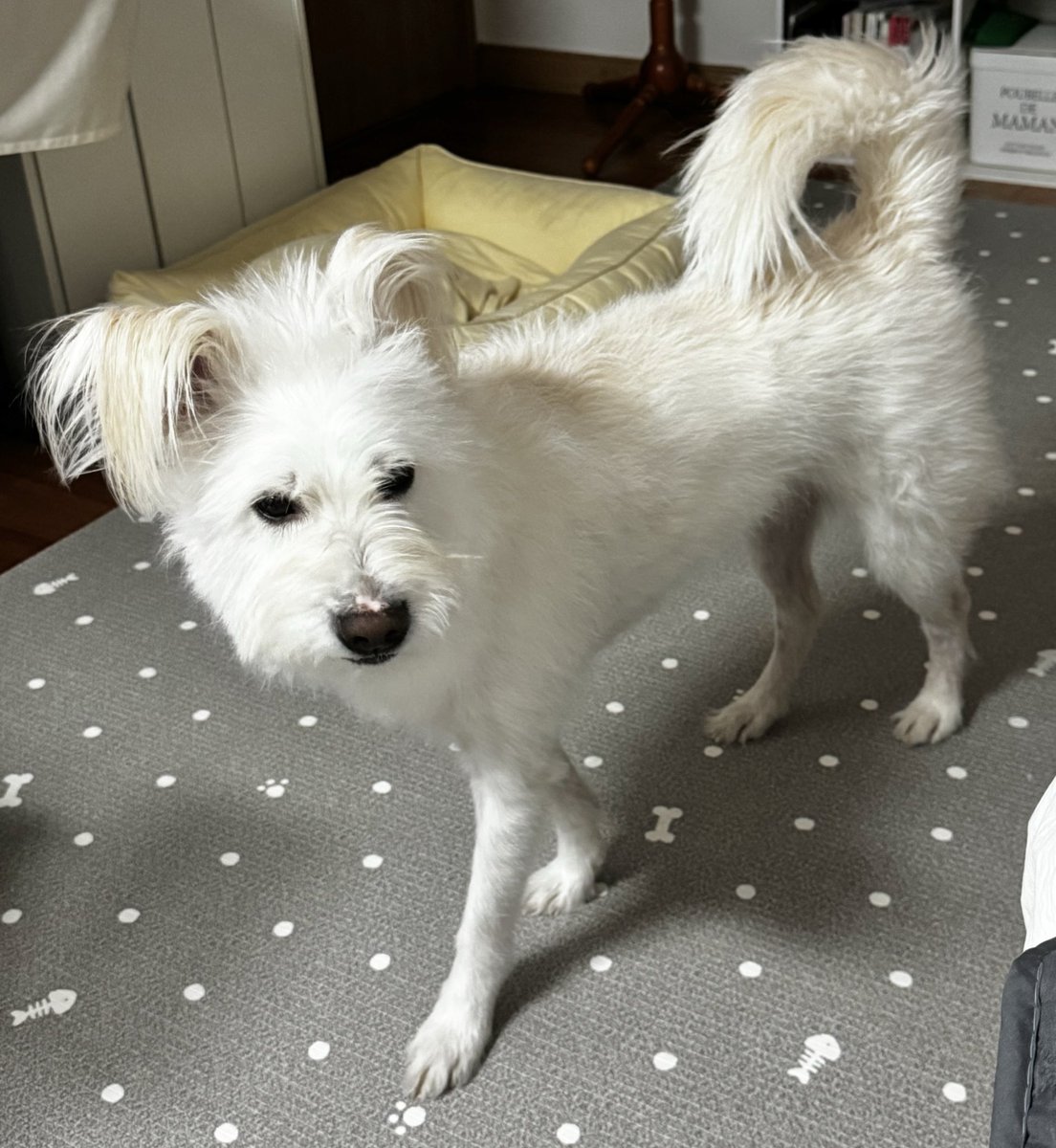 ANI3OO's tweet image. 무리(0마리)의 우두머리는 머리가 크고 심심합니다. 부두머리는 놀아줄 사냥감을 찾아 어슬렁거리고 있습니다.