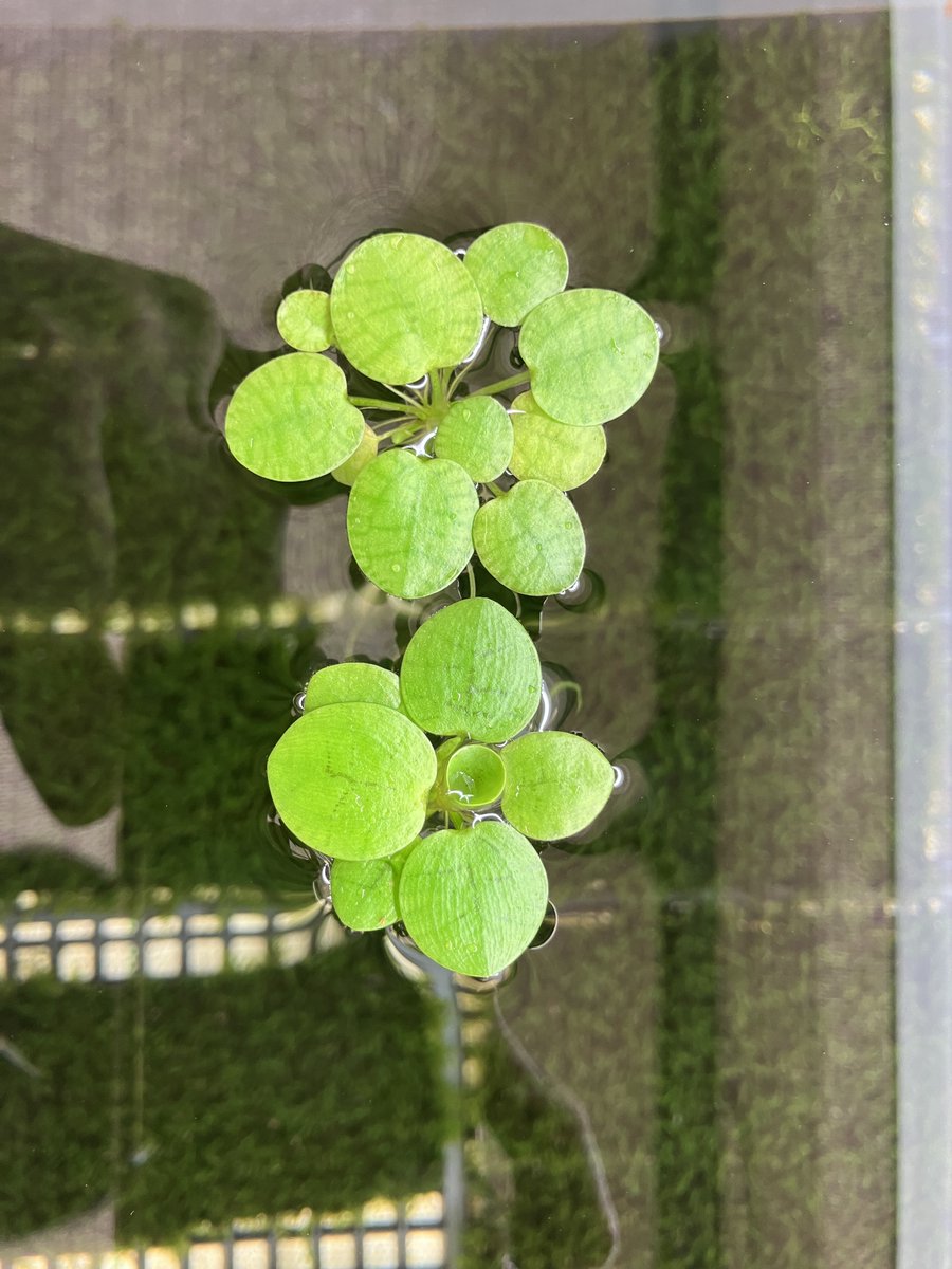 4.04 (@IV404404) / Posts / X