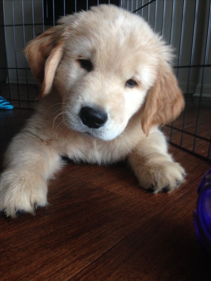 puppies_video's tweet photo. So adorable puppy 🥰🥰 https://t.co/B8T1mTFbxY