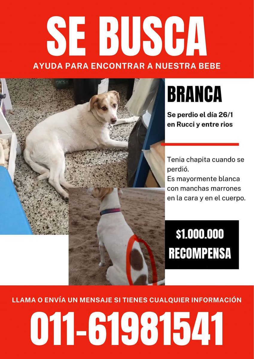 BRANCA SE PERDIÓ EN LANUS El 26/1/26 en Rucci y Entre Ríos!  es una perrita blanca con manchas marrones!! 🥺🙏🙏
👉 Su familia ofrece recompensa💔
Si la ven retener y llamar al
📱01161981541
RTXFA