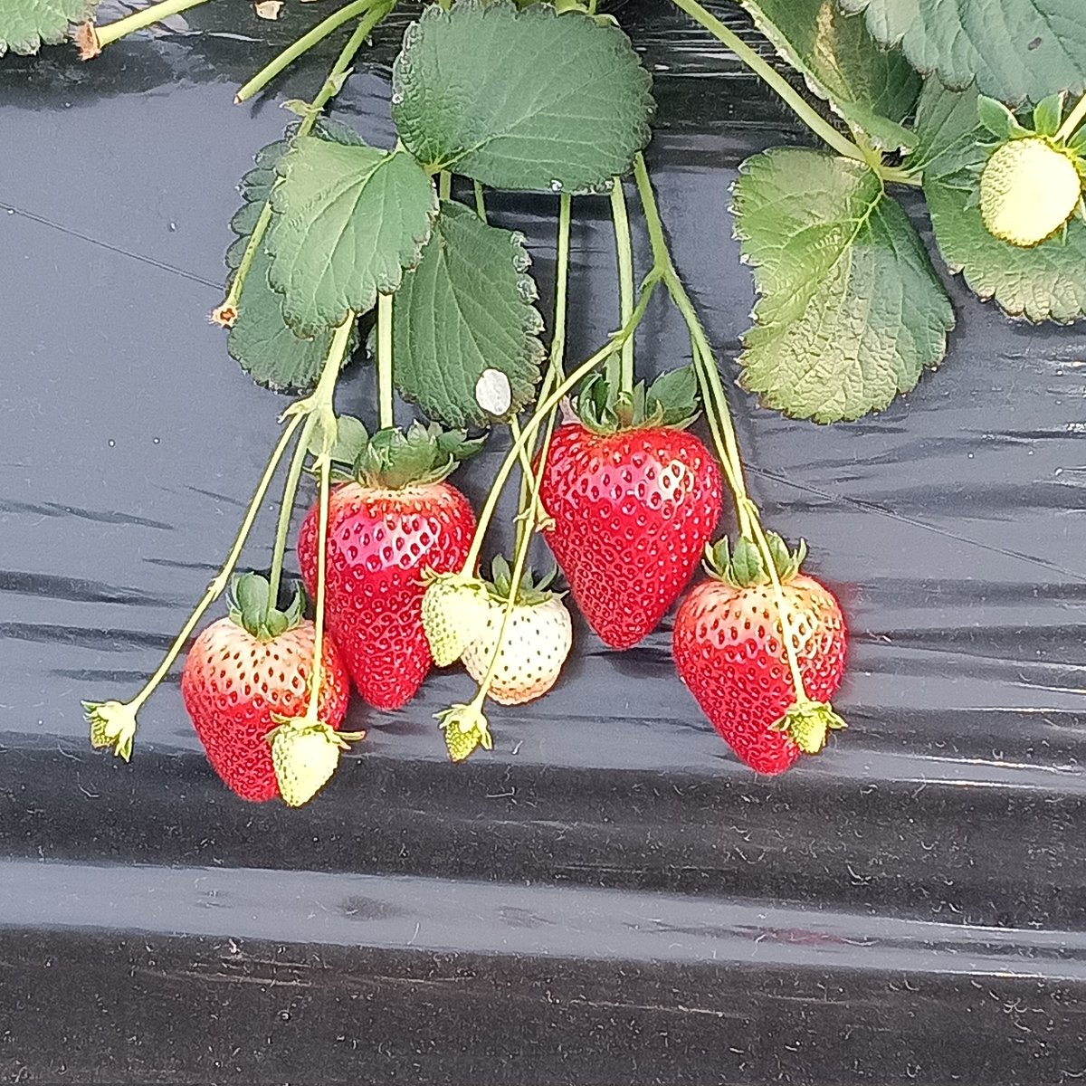 ゆずも【公式】 (@yuzumotegi) / Posts / X