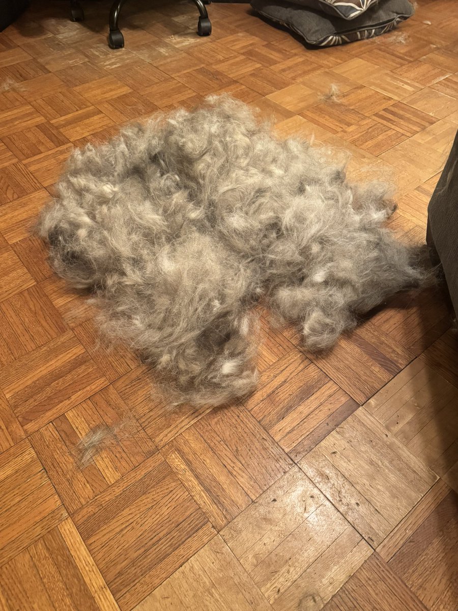 Has anyone else’s dog just randomly start blowing their coat in the middle of January?