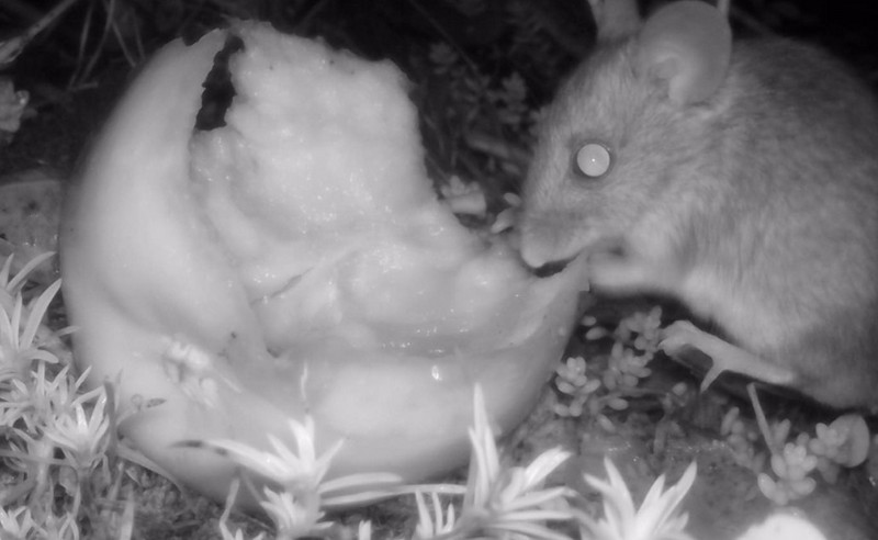 george hogg tweet media