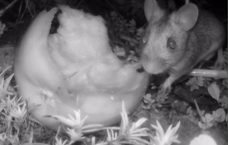 george hogg tweet media