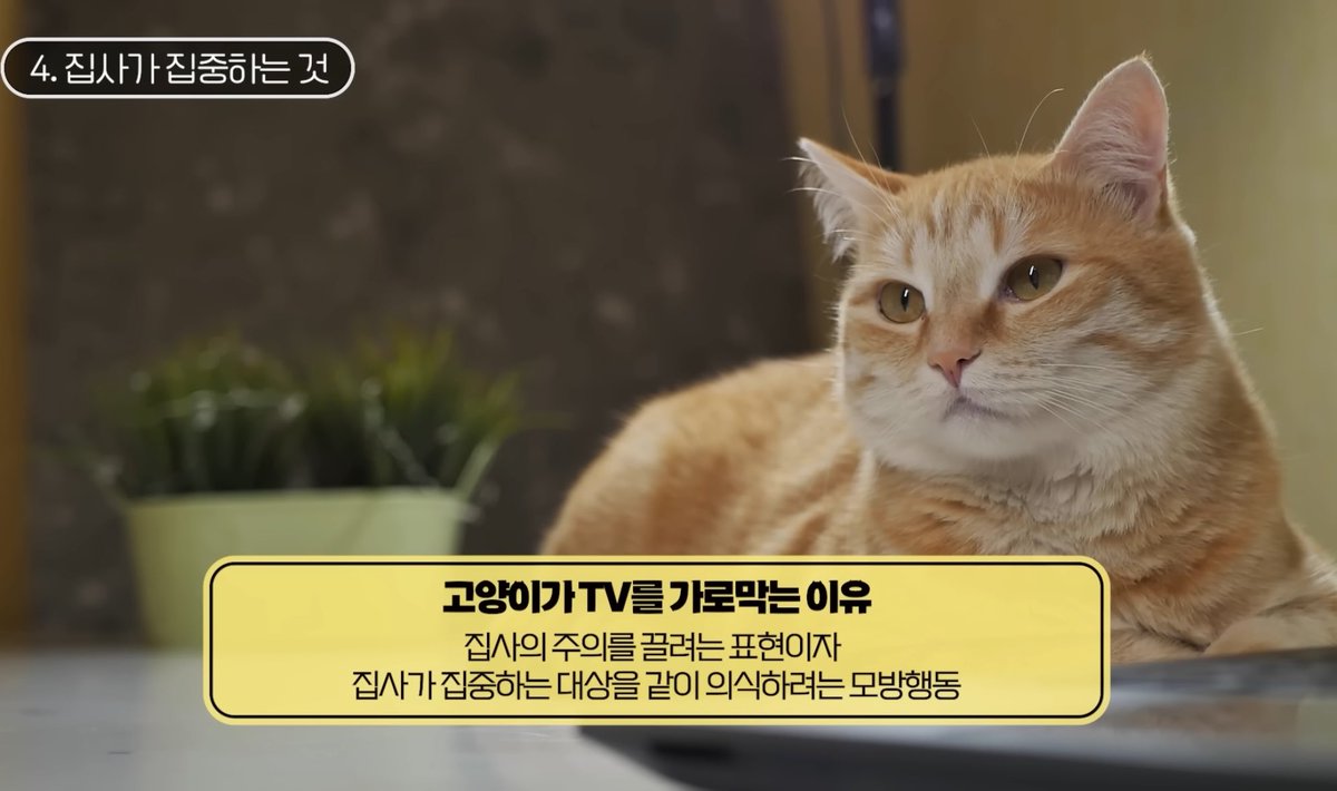 midoribeast's tweet photo. 띠발 고양이가티비보는거따라하고 일할때공부할때방해하는게 ㅈㄴ귀여운질투라니
.
.
.
.
,,
..
.
.
,,
..
,,,
이러면고양이집사들이인용으로고양이사진주고가겠지 https://t.co/AnC1c82vwU