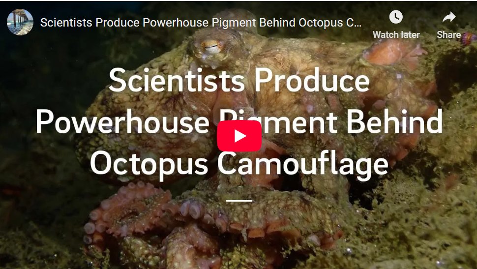 Scientists have taken a step toward understanding one of the ocean’s most impressive tricks. 🐙 They can now mass‑produce the pigment that gives cephalopods their color‑changing abilities, and it could have big implications for science, tech and design. chemistry.stanford.edu/news/scientist…