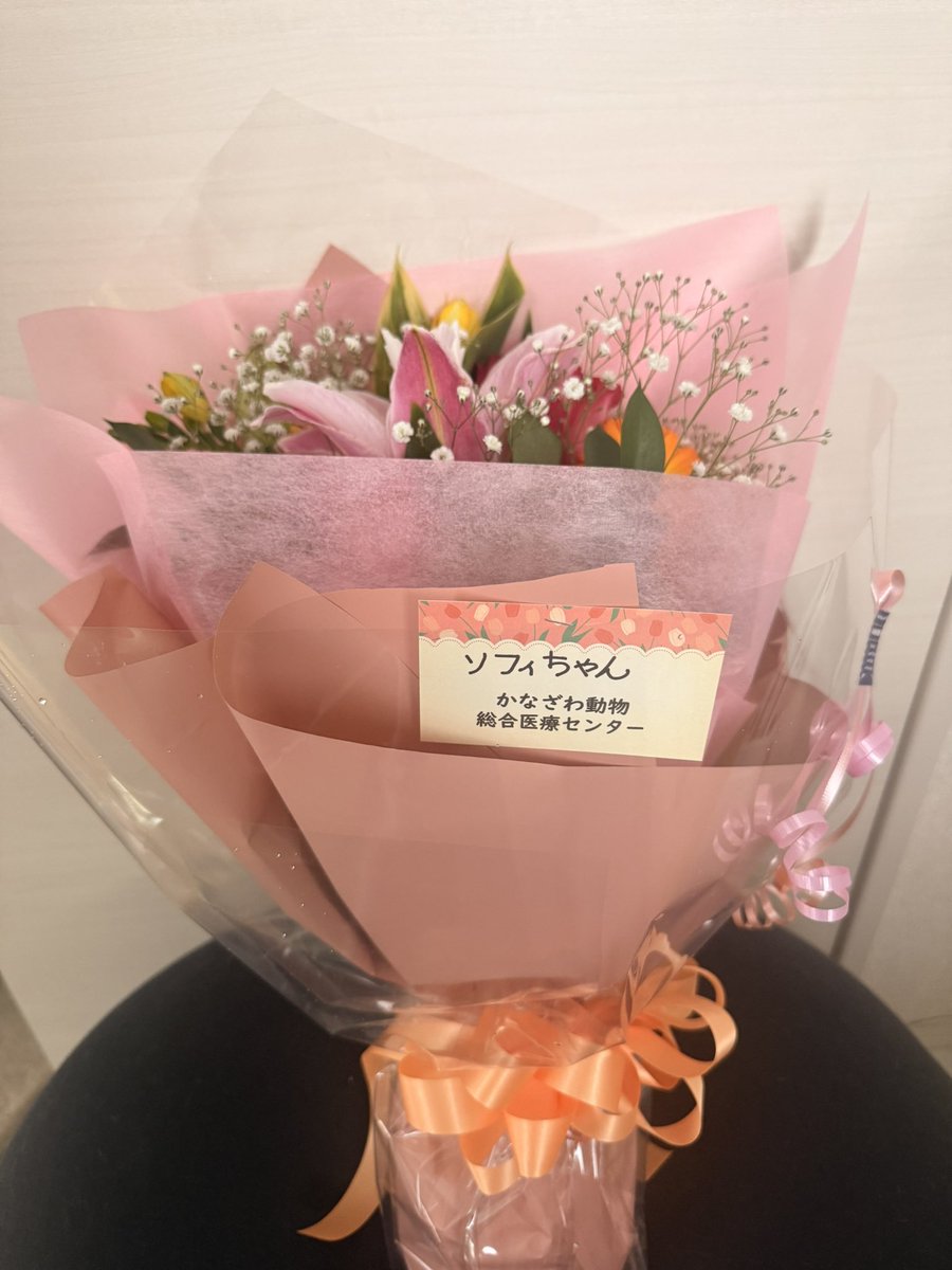 ooooliveeee's tweet image. 昨日ソフィーの内視鏡検査してもらってた病院に報告したら先程お花が届いてびっくり😳ありがとうございました。かかりつけクリニックにも今日報告したら先生に変わってくれてお礼伝えられて良かったです。子猫のときからありがとうございました。
#猫
#金沢動物医療センター
#さくら動物クリニック