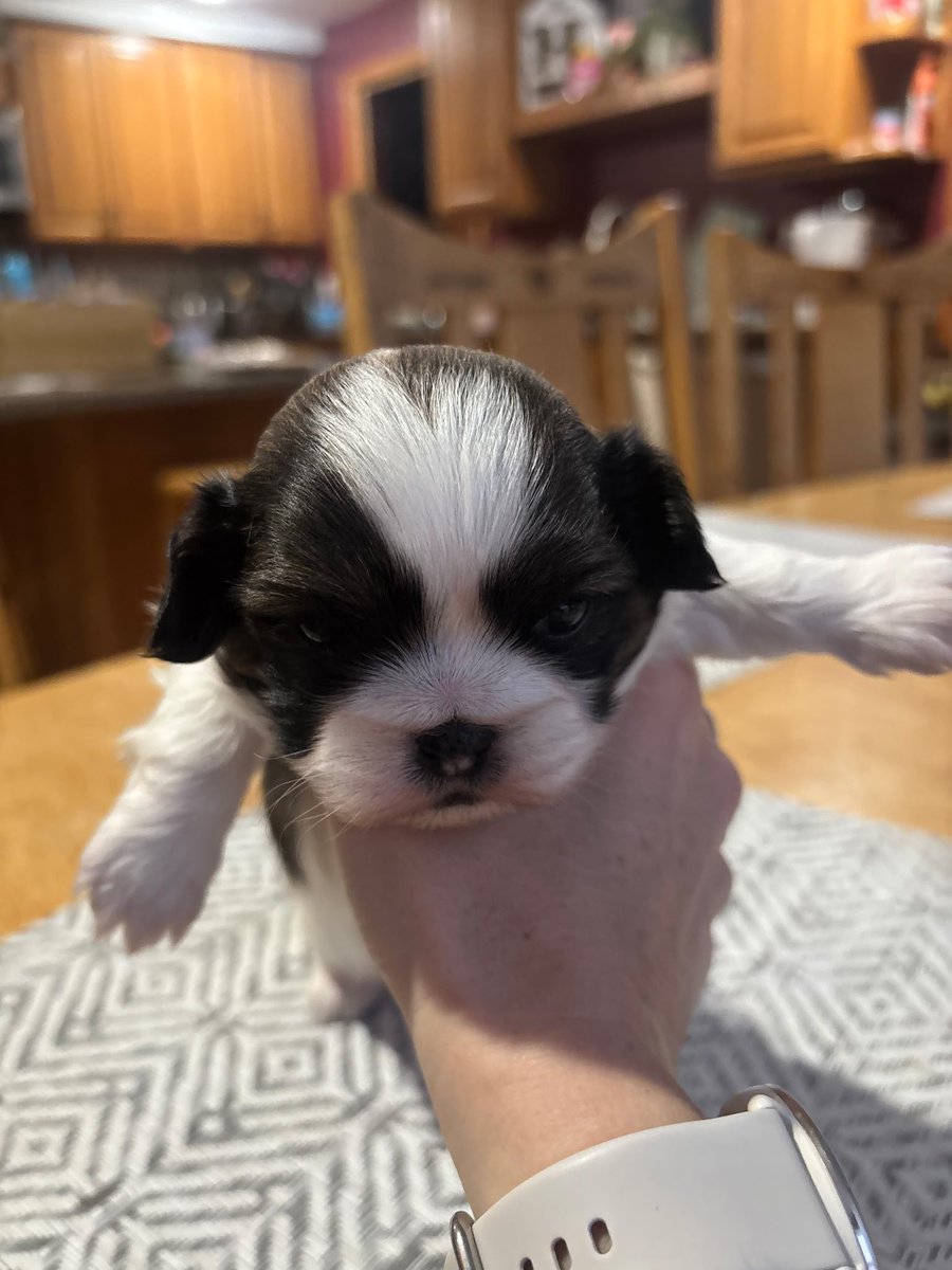 dalee^,^ tweet media