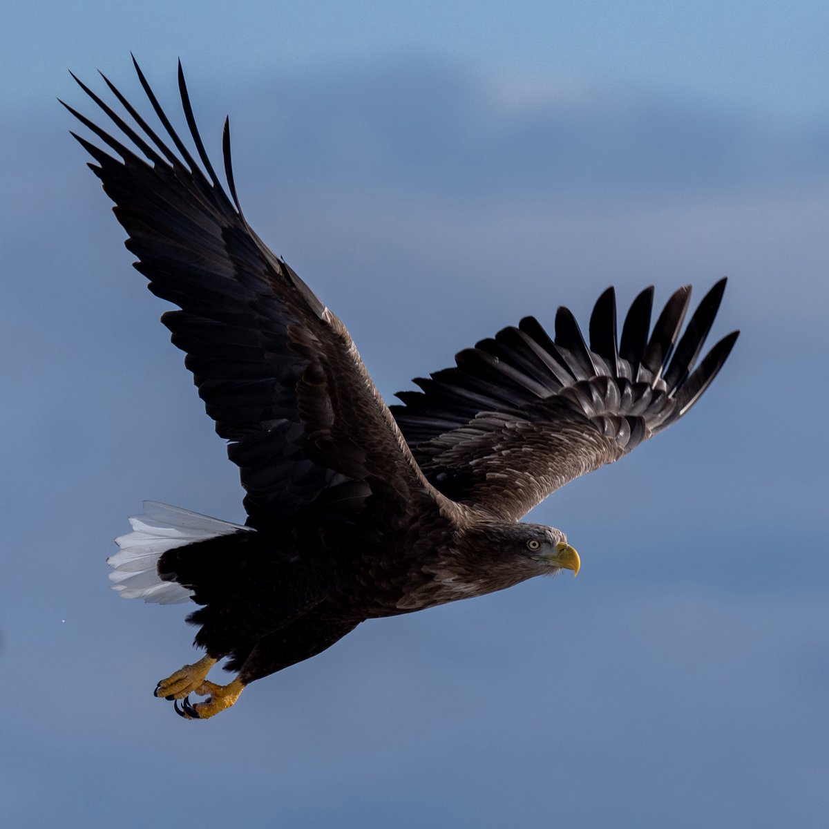 君が飛び降りるのならば僕は
笑って一緒に飛び降りる
止めてくれるとでも思ったか！
僕らの絆を見くびるか！
そして手を繋いで落ちて行こう
地面めがけてピースしよう